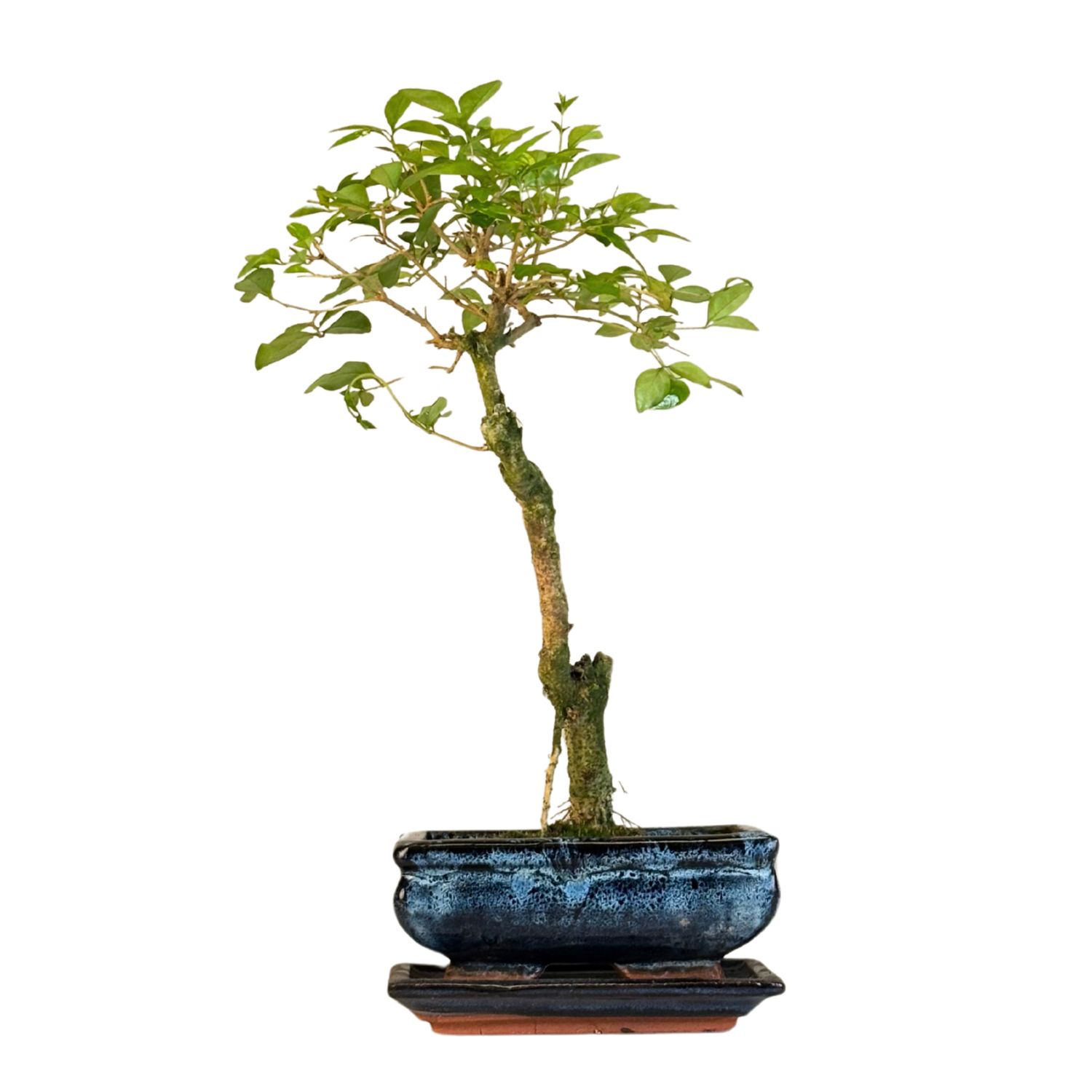 Privet Bonsai P15  (Ligustrum) LIG002