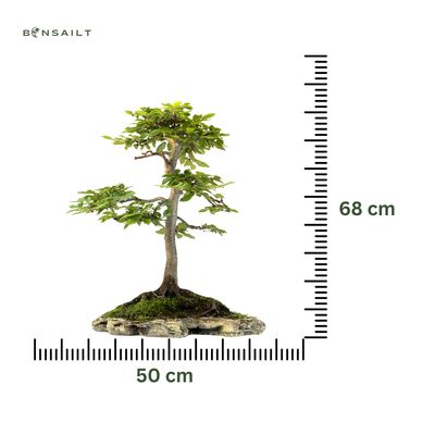 Grab Bonsai P50 Carpinus