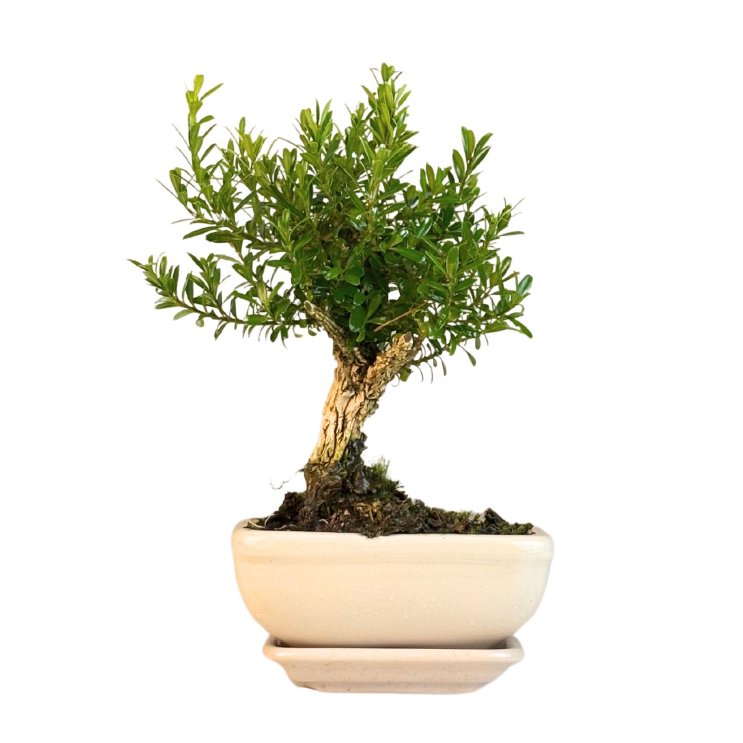 Bukszpan Harlandii Bonsai P12 (lėkštutė)