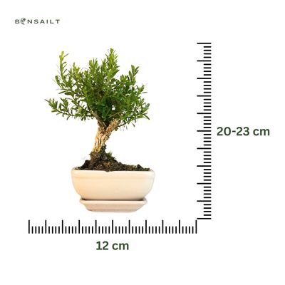 Bukszpan Harlandii Bonsai P12 (lėkštutė)