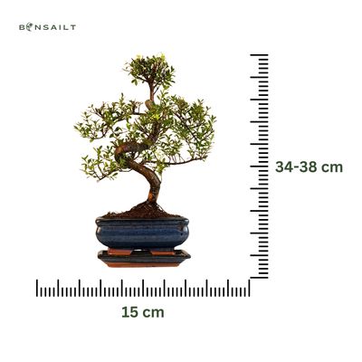 Syzygium  bonsai P15 S