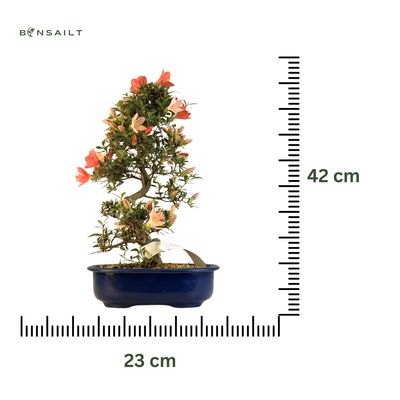 Japońska Satsuki Azalia Bonsai doniczce P23 cm ,,Misaki''