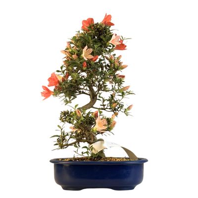 Japońska Satsuki Azalia Bonsai doniczce P23 cm ,,Misaki''