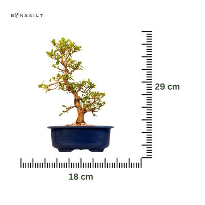Japońska Satsuki Azalia Bonsai doniczce P18 cm