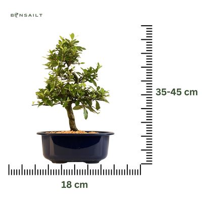 Japońska Satsuki Azalia Bonsai doniczce P18 cm