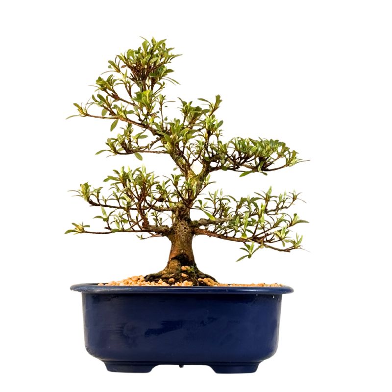 Japońska Satsuki Azalia Bonsai doniczce P18 cm ,,Kyokko"