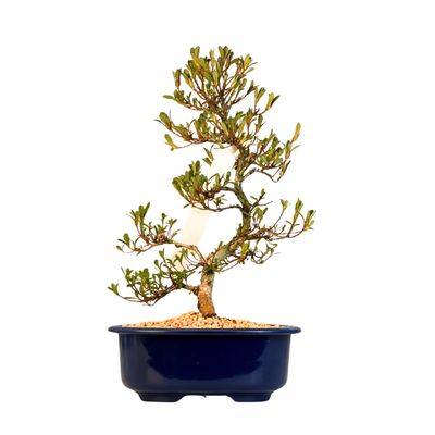 Japońska Satsuki Azalia Bonsai doniczce P18 cm ,,Matsu-Kagami"