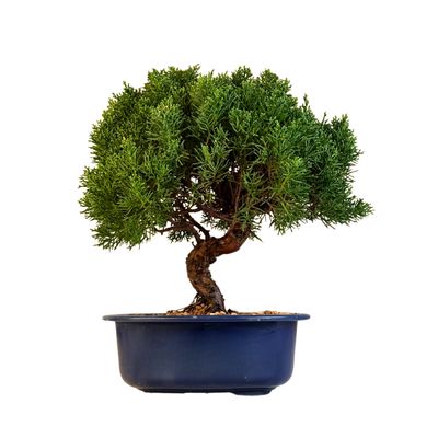 Jałowiec Itoigawa Bonsai P21