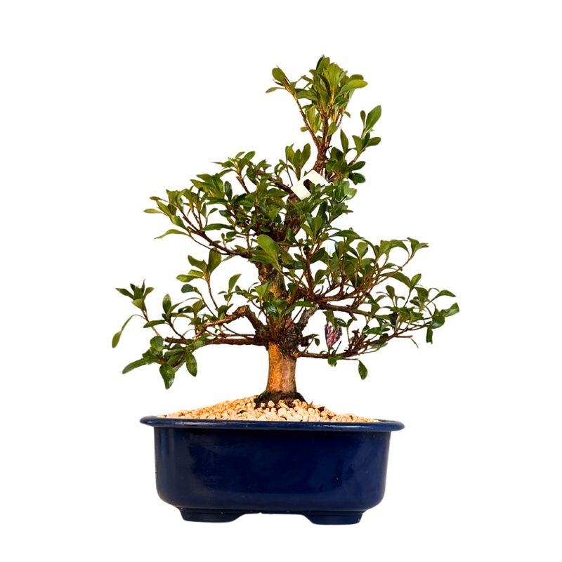 Japońska Satsuki Azalia Bonsai doniczce P18 cm ,,Kikoshi"
