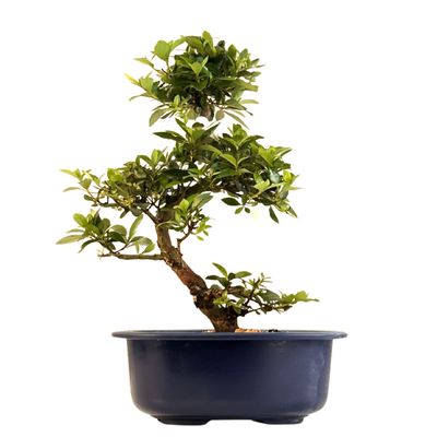 Japońska Satsuki Azalia Bonsai doniczce P18 cm ,,Sacchuka"