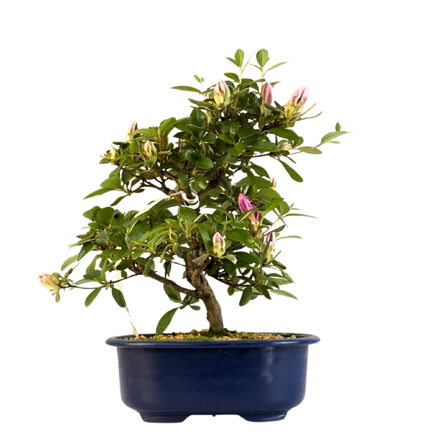 Japońska Satsuki Azalia Bonsai doniczce P18 cm ,,Kaminoyamakarin"