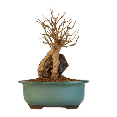 Klon trójkłatny bonsai na skale P18