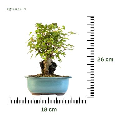 Klon trójkłatny bonsai na skale P18