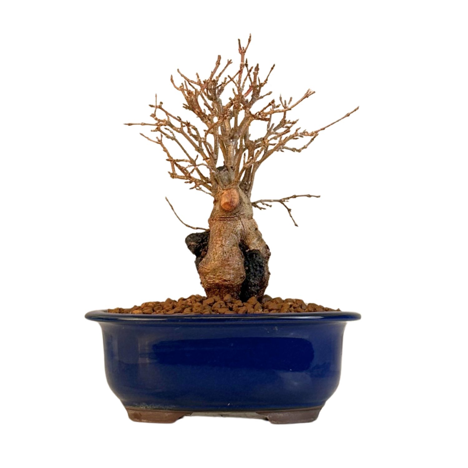 Klon trójkłatny bonsai na skale P18