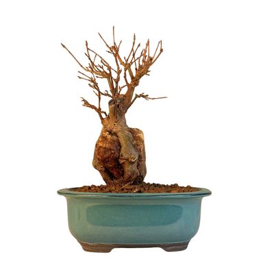 Klon trójkłatny bonsai na skale P18