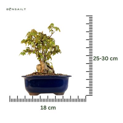 Klon trójkłatny bonsai na skale P18