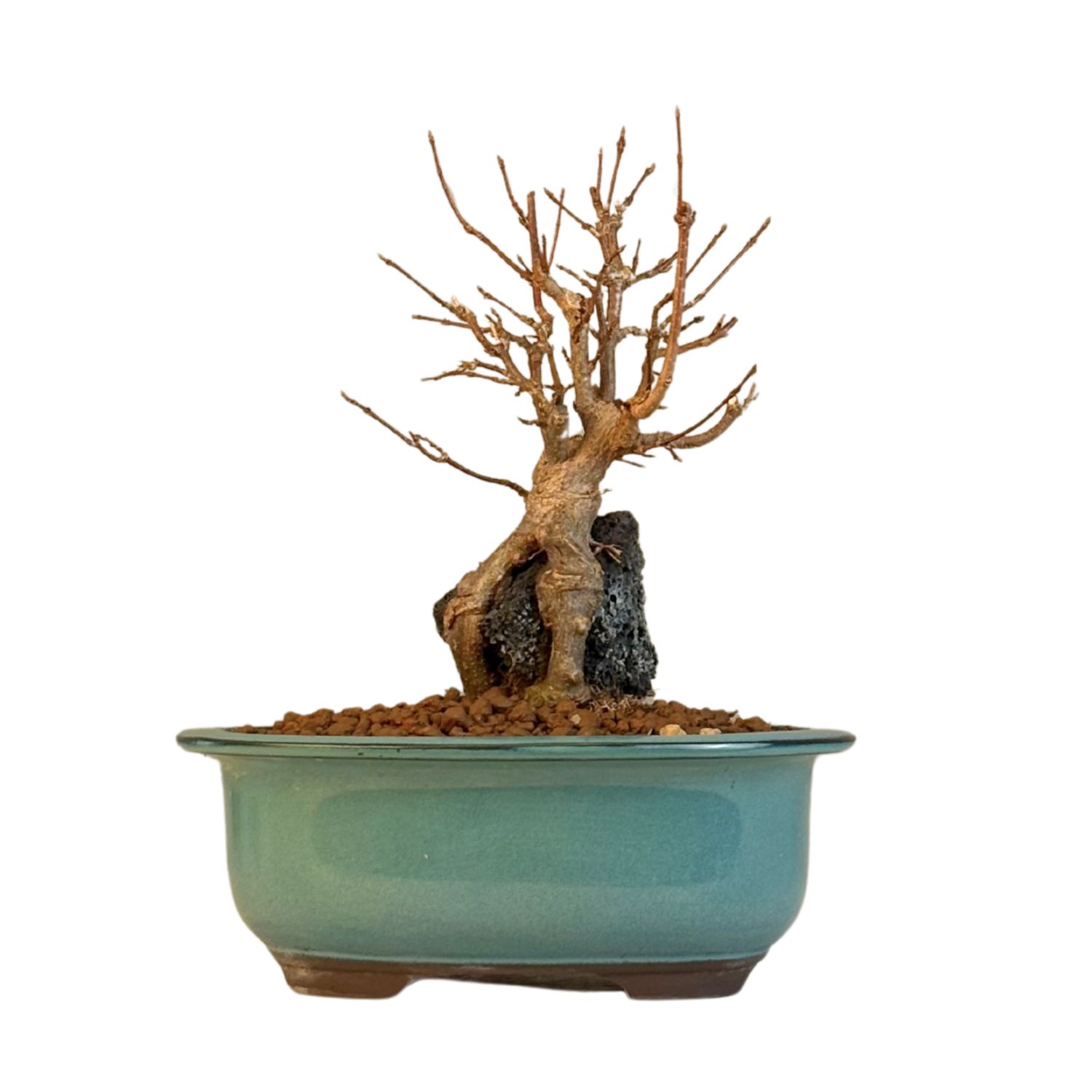 Klon trójkłatny bonsai na skale P18