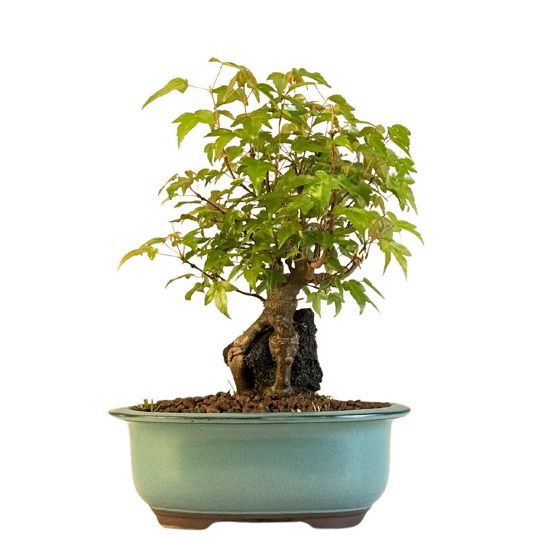 Klon trójkłatny bonsai na skale P18
