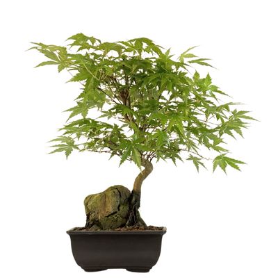 Klon palmowy (Acer palmatum) na skale P15