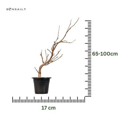 Wisteria floribunda czerwony bonsai P17