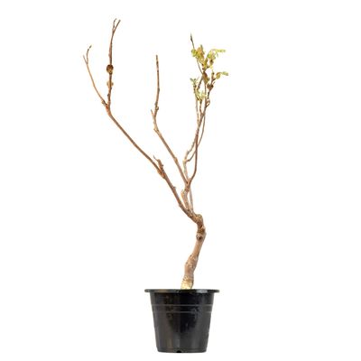 Wisteria floribunda czerwony bonsai P17