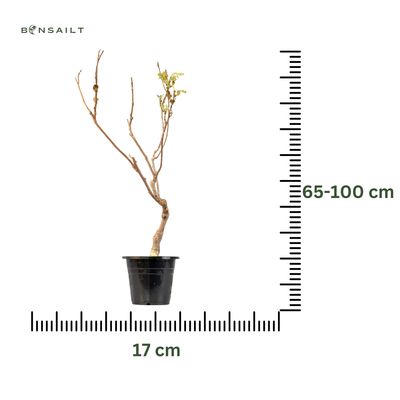 Wisteria floribunda czerwony bonsai P17