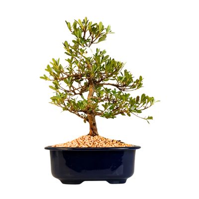 Japońska Satsuki Azalia Bonsai doniczce P18 cm ,,Matsu-Kagami"