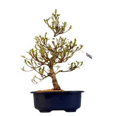 Japońska Satsuki Azalia Bonsai doniczce P18 cm ,,Matsunami"