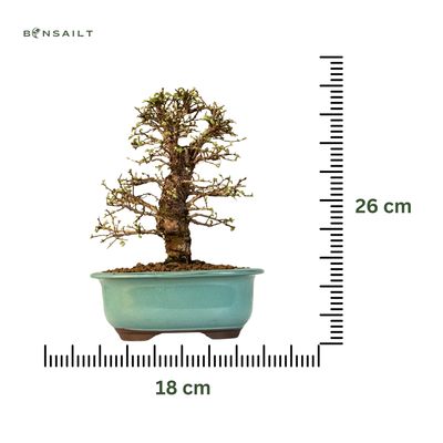 Wiąz japoński bonsai– odmiana z korą korkową P18