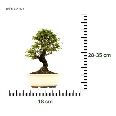 Wiąz japoński bonsai– odmiana z korą korkową P18