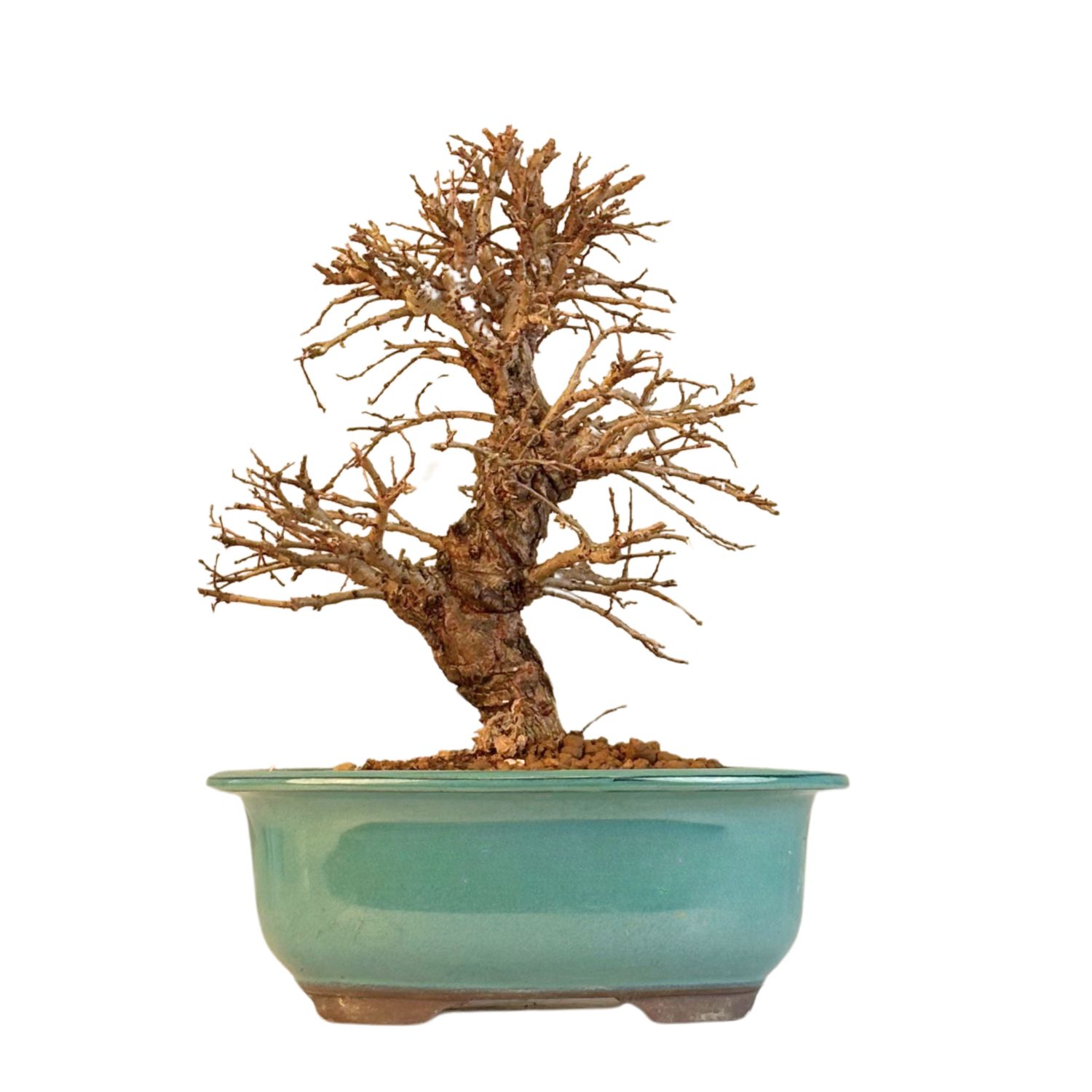 Wiąz japoński bonsai– odmiana z korą korkową P18