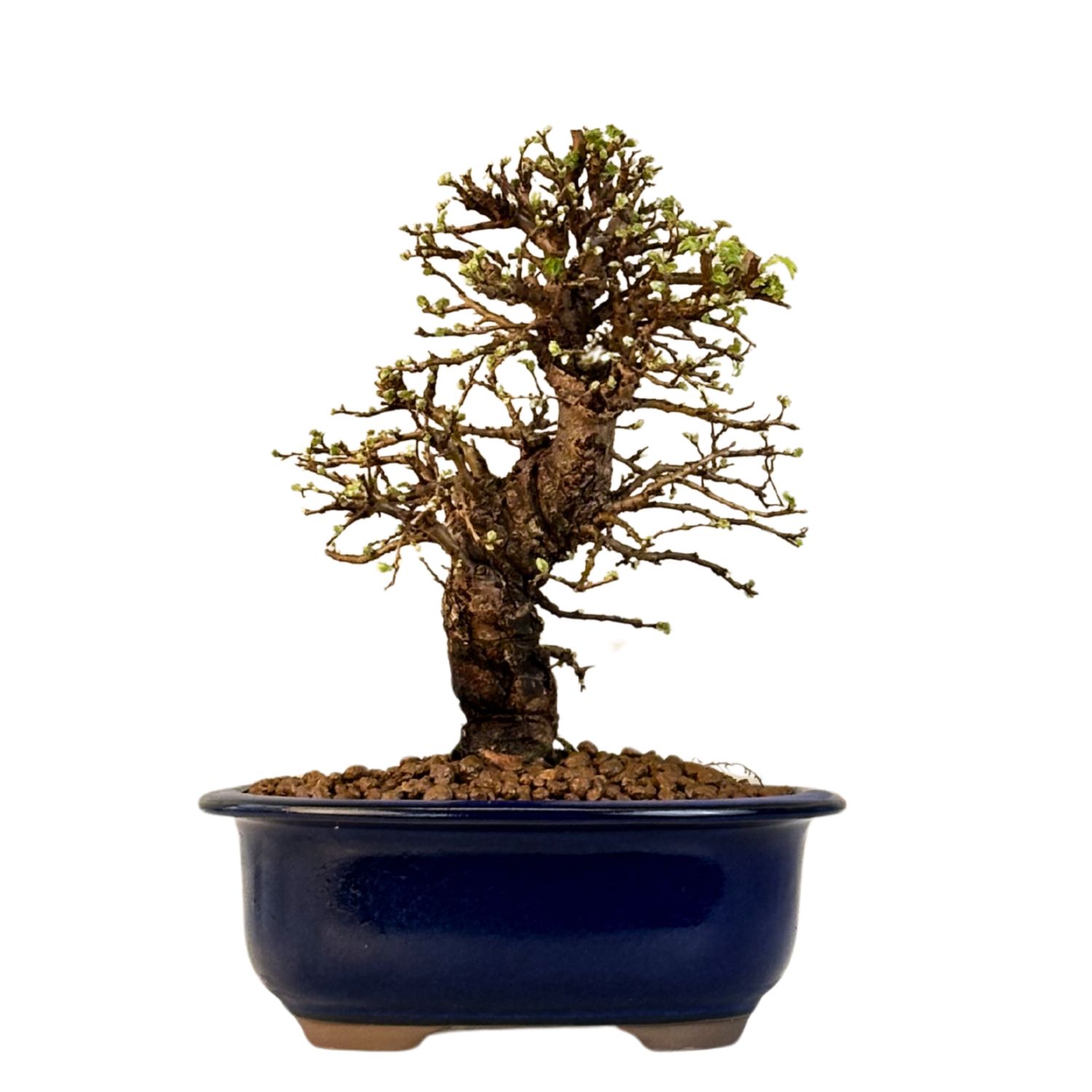 Wiąz japoński bonsai– odmiana z korą korkową P18