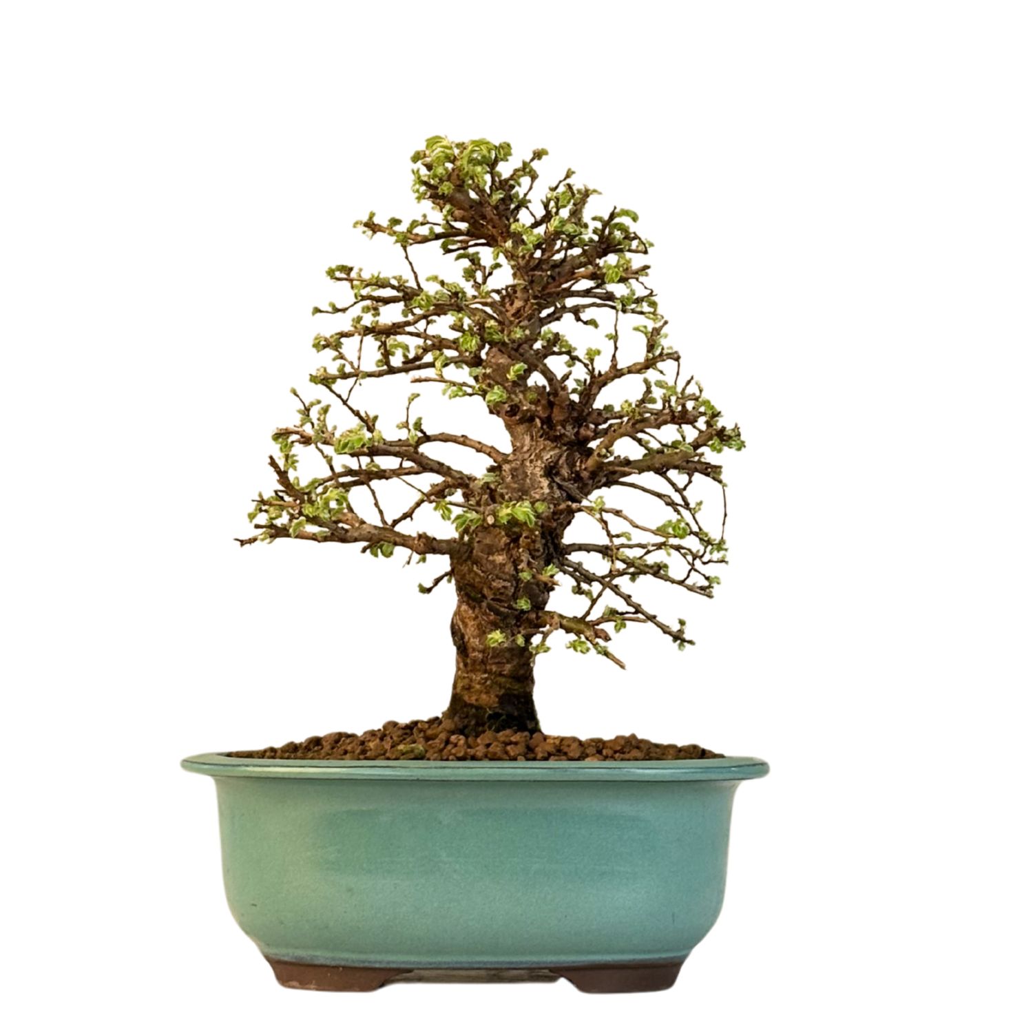 Wiąz japoński bonsai– odmiana z korą korkową P18