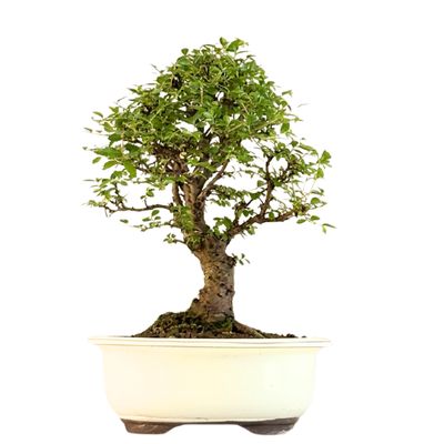 Wiąz japoński bonsai– odmiana z korą korkową P18