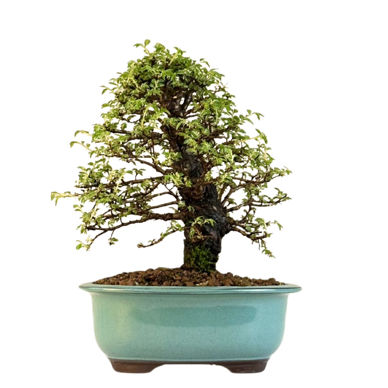 Wiąz japoński bonsai– odmiana z korą korkową P18