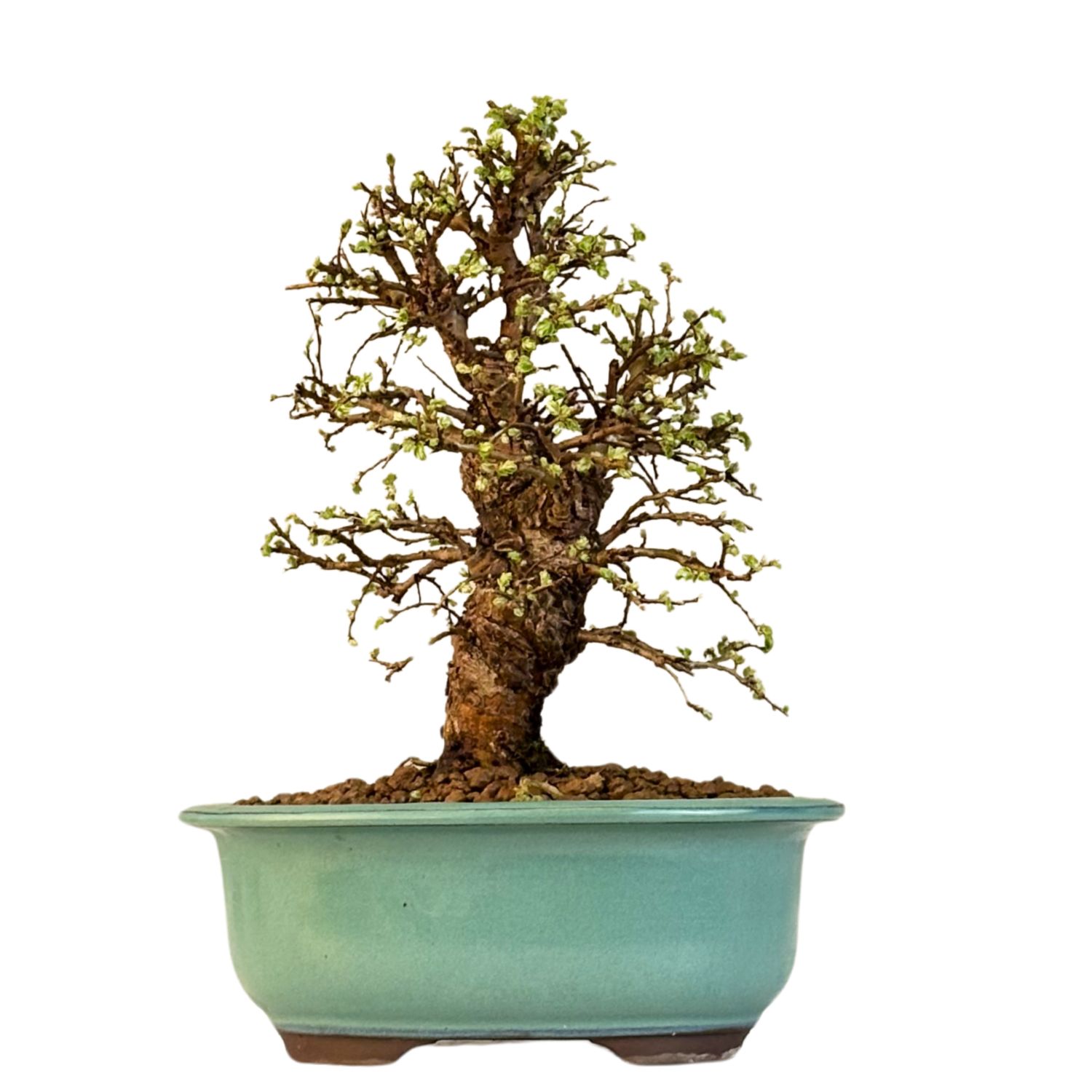 Wiąz japoński bonsai– odmiana z korą korkową P18