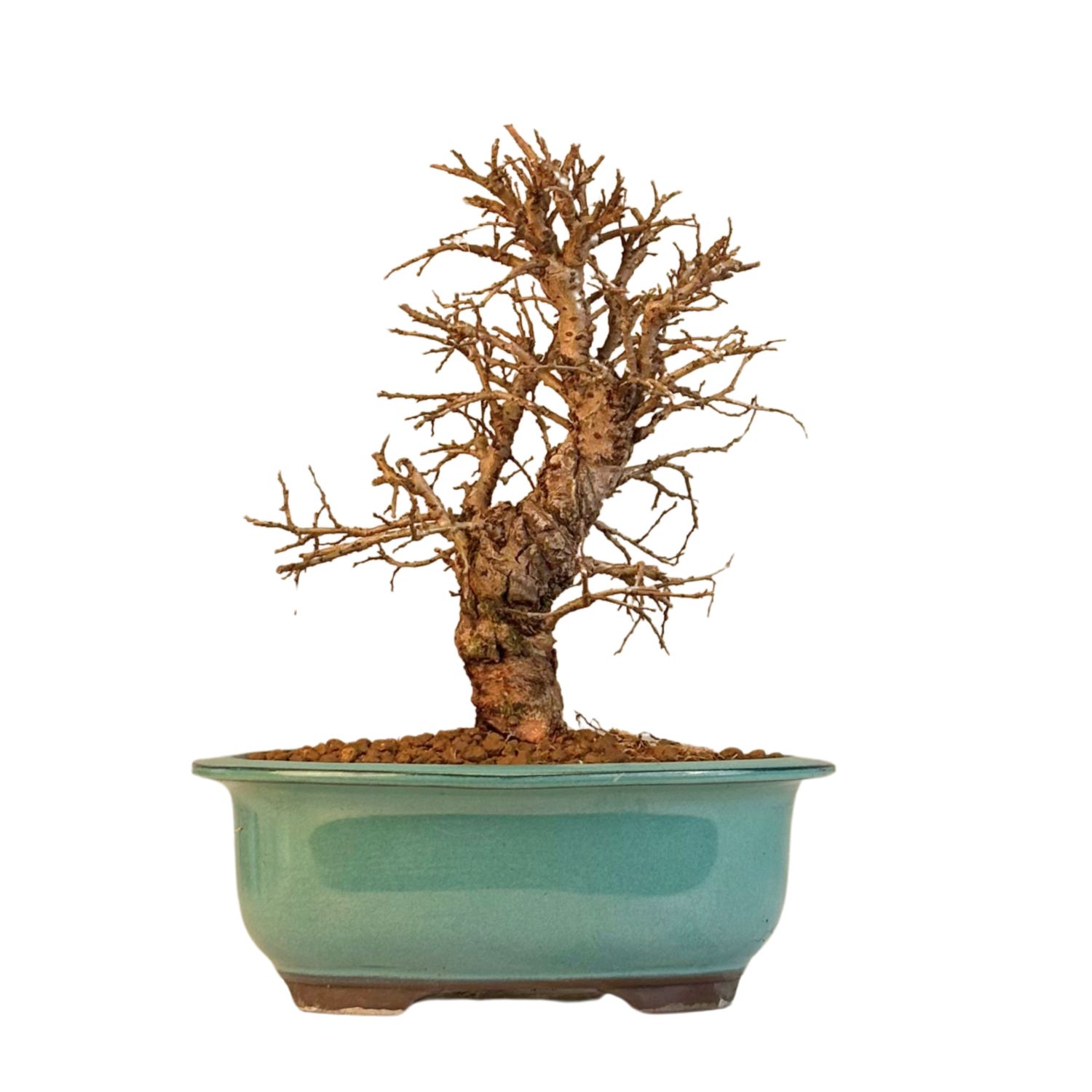 Wiąz japoński bonsai– odmiana z korą korkową P18