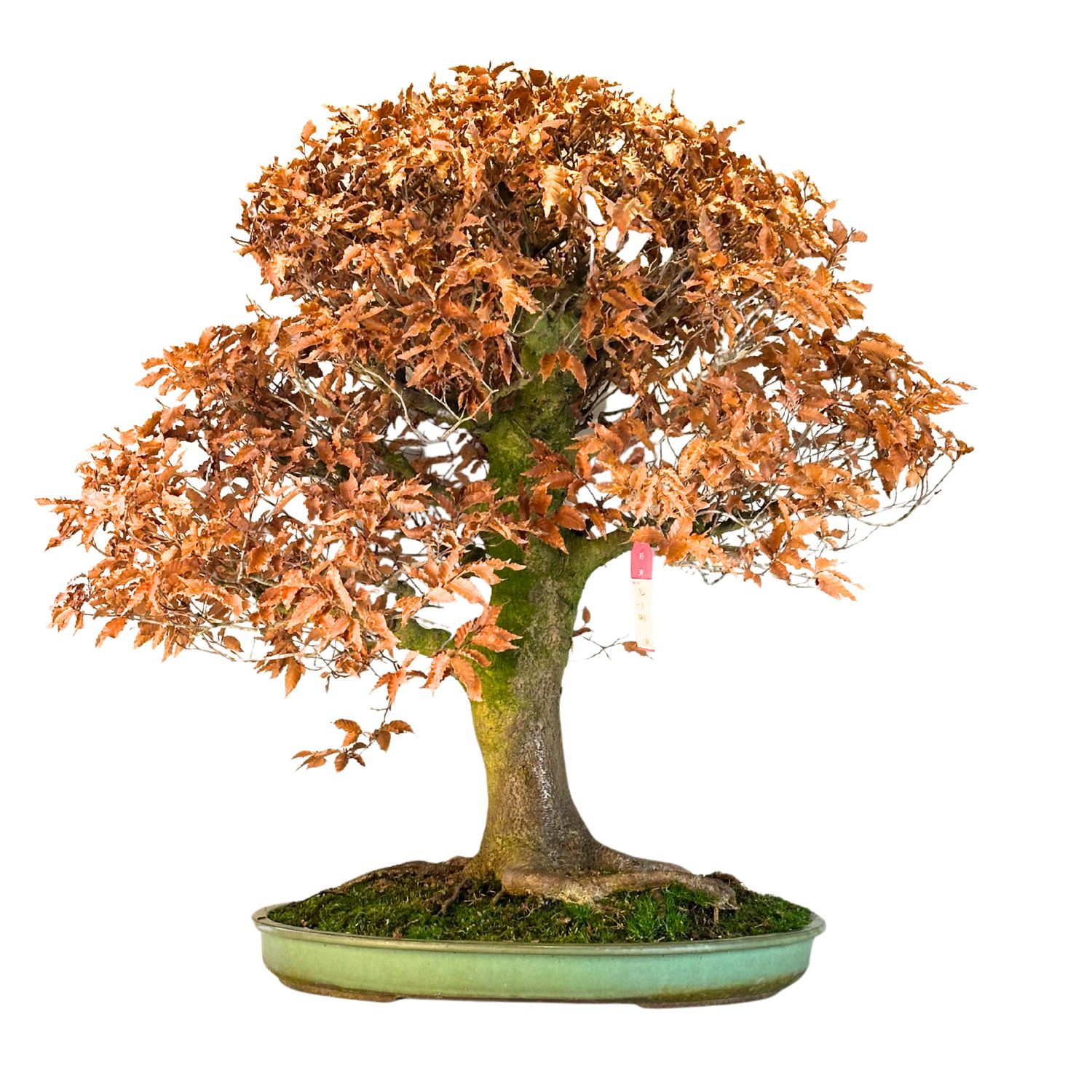 Fagus crenata – Bonsai z Buku Japońskiego