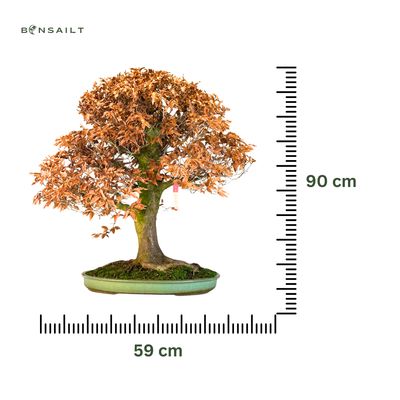 Fagus crenata – Bonsai z Buku Japońskiego