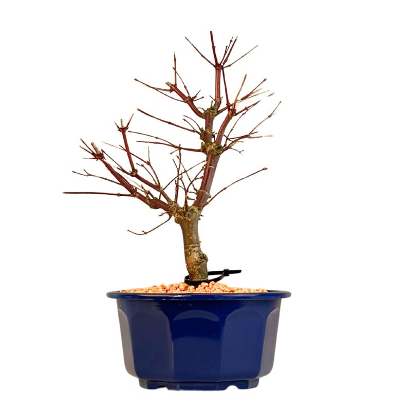 Acer Deshojo - Klon P15