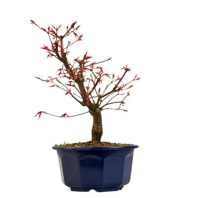 Acer Deshojo - Klon P15