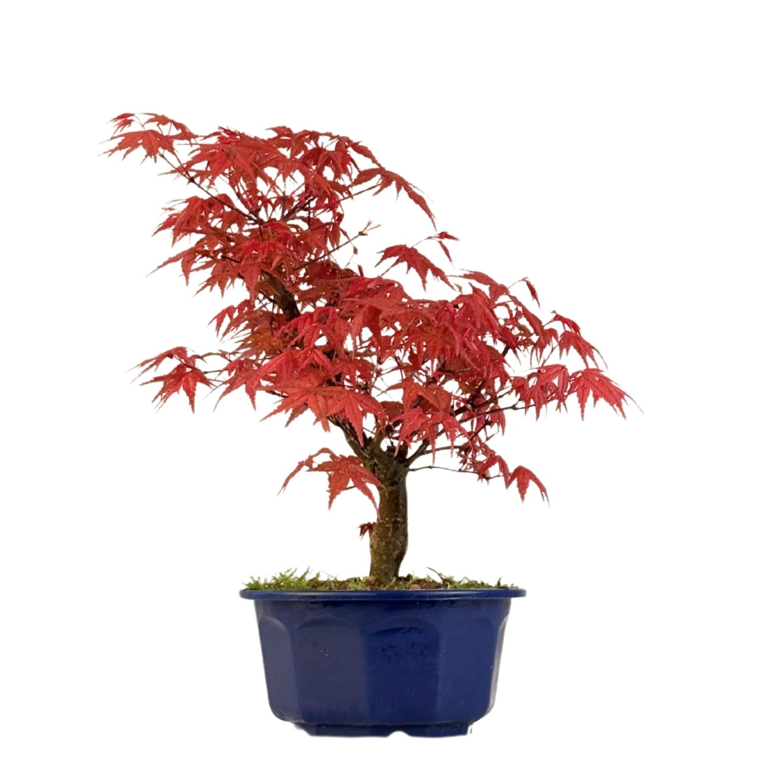 Acer Deshojo - Klon P15
