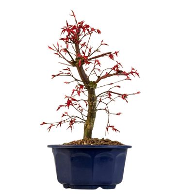 Acer Deshojo - Klon P15