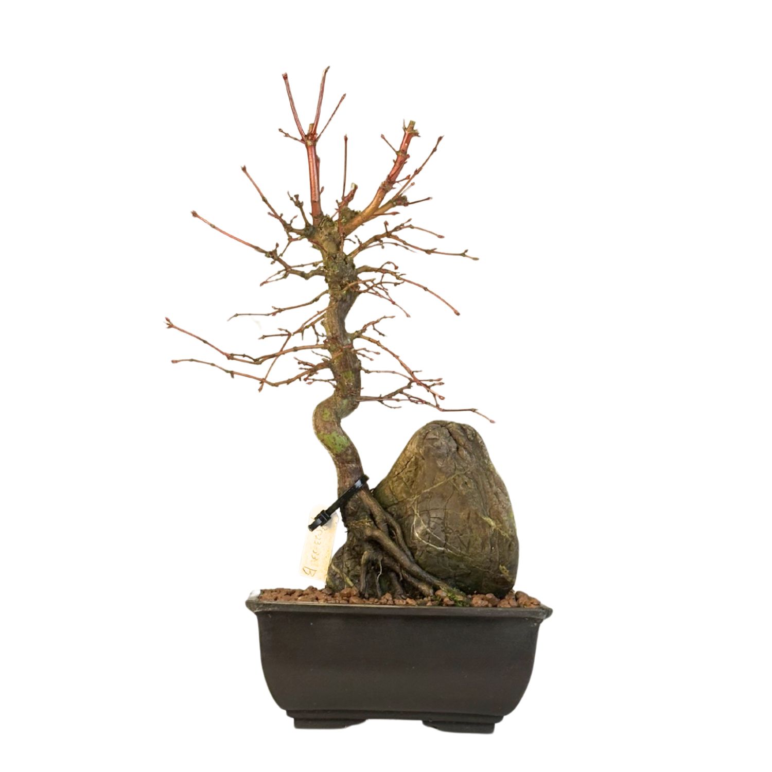 Klon palmowy (Acer palmatum) na skale P15