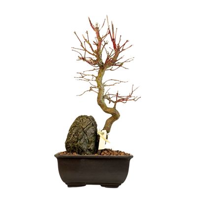 Klon palmowy (Acer palmatum) na skale P15