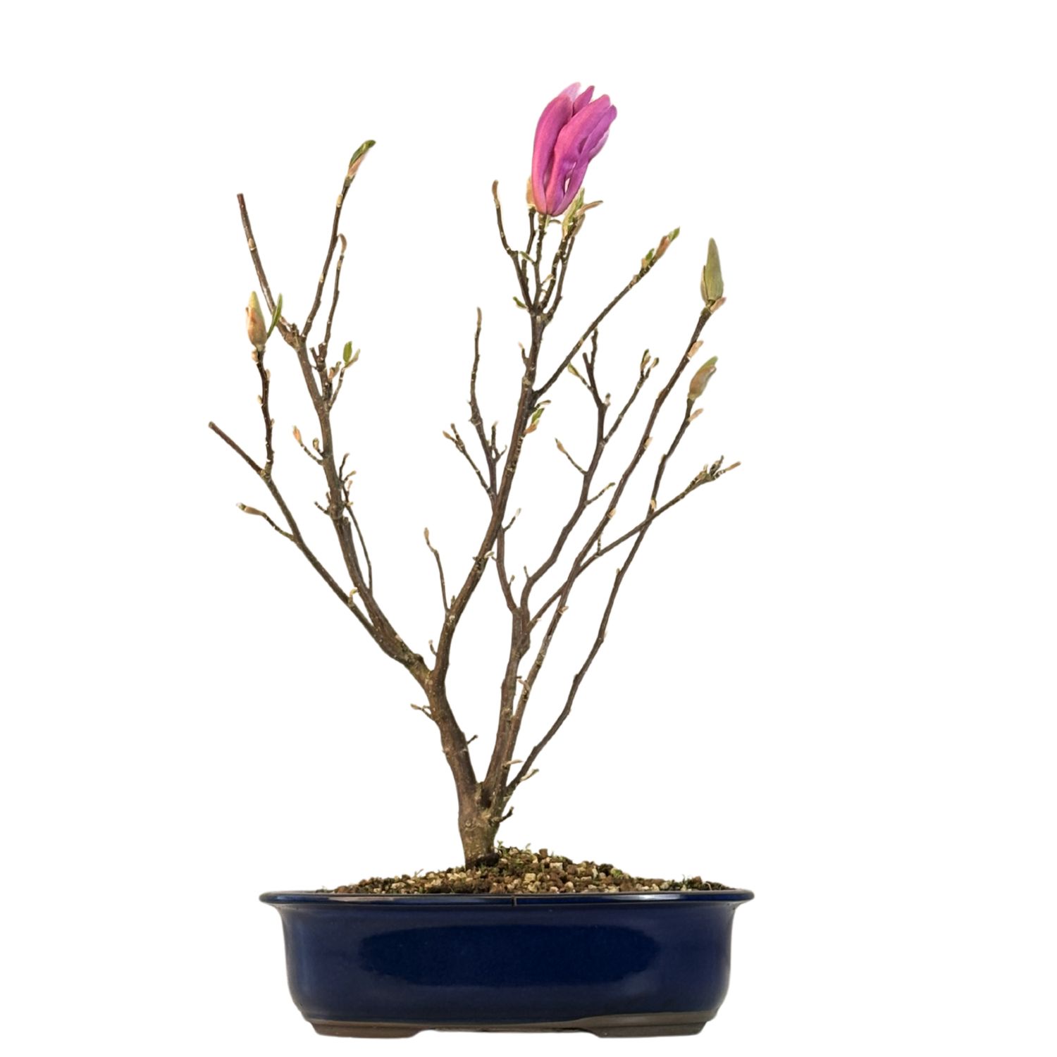 Magnolia Bonsai P30