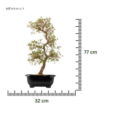 Japońska Satsuki Azalia ,,Ruka" P32