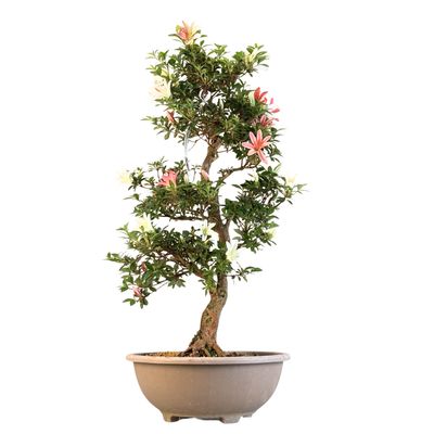 Japońska Satsuki Azalia ,,Hanatsuzuri" P30
