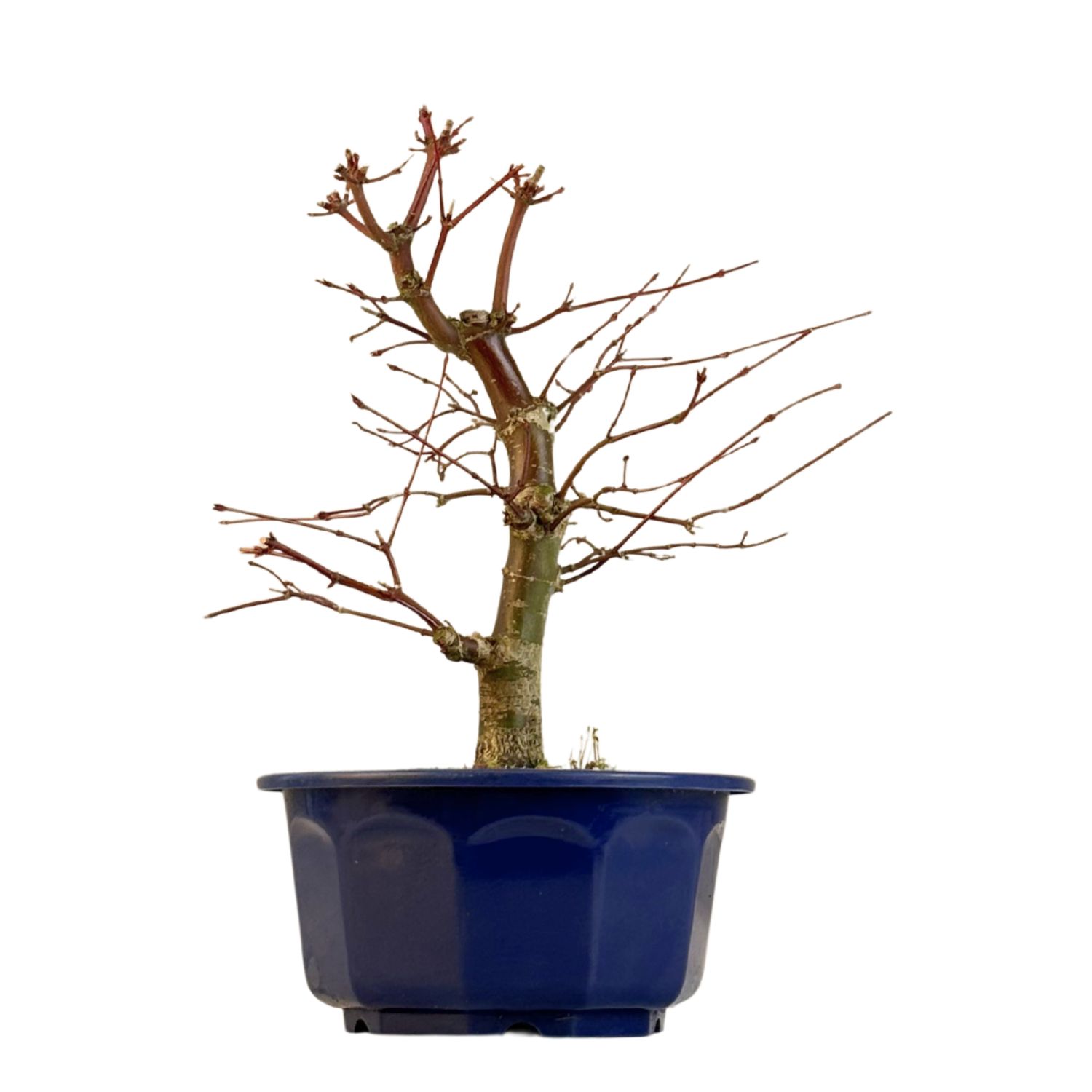 Acer Deshojo - Klon P15