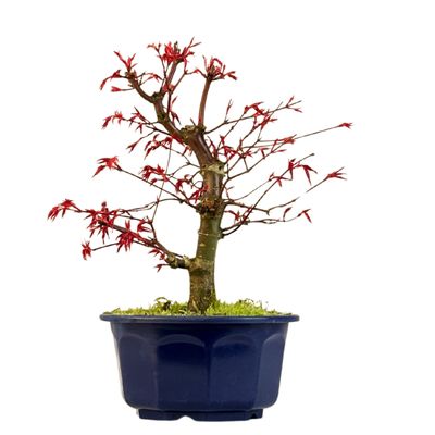 Acer Deshojo - Klon P15